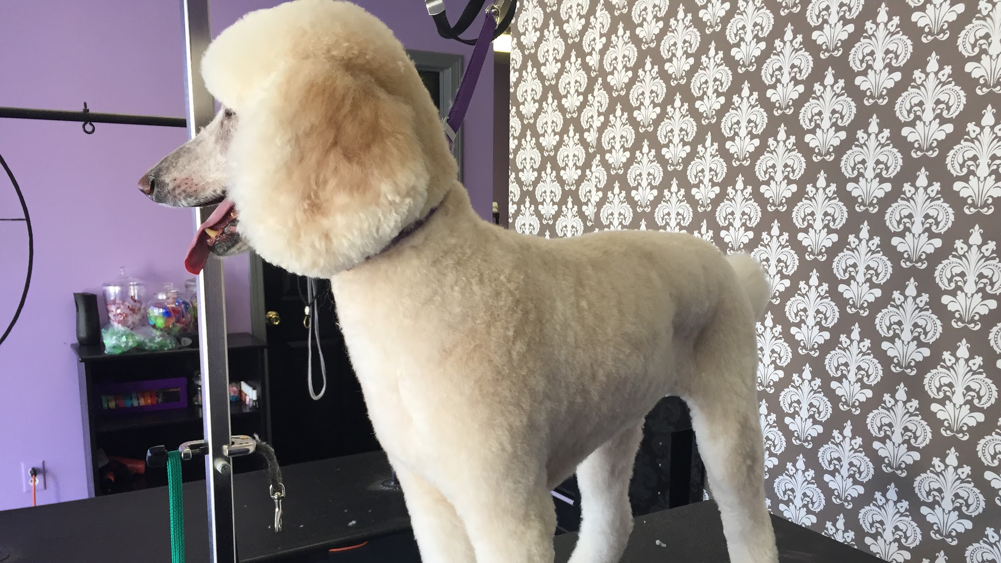 A dog groomed at Bark Avenue