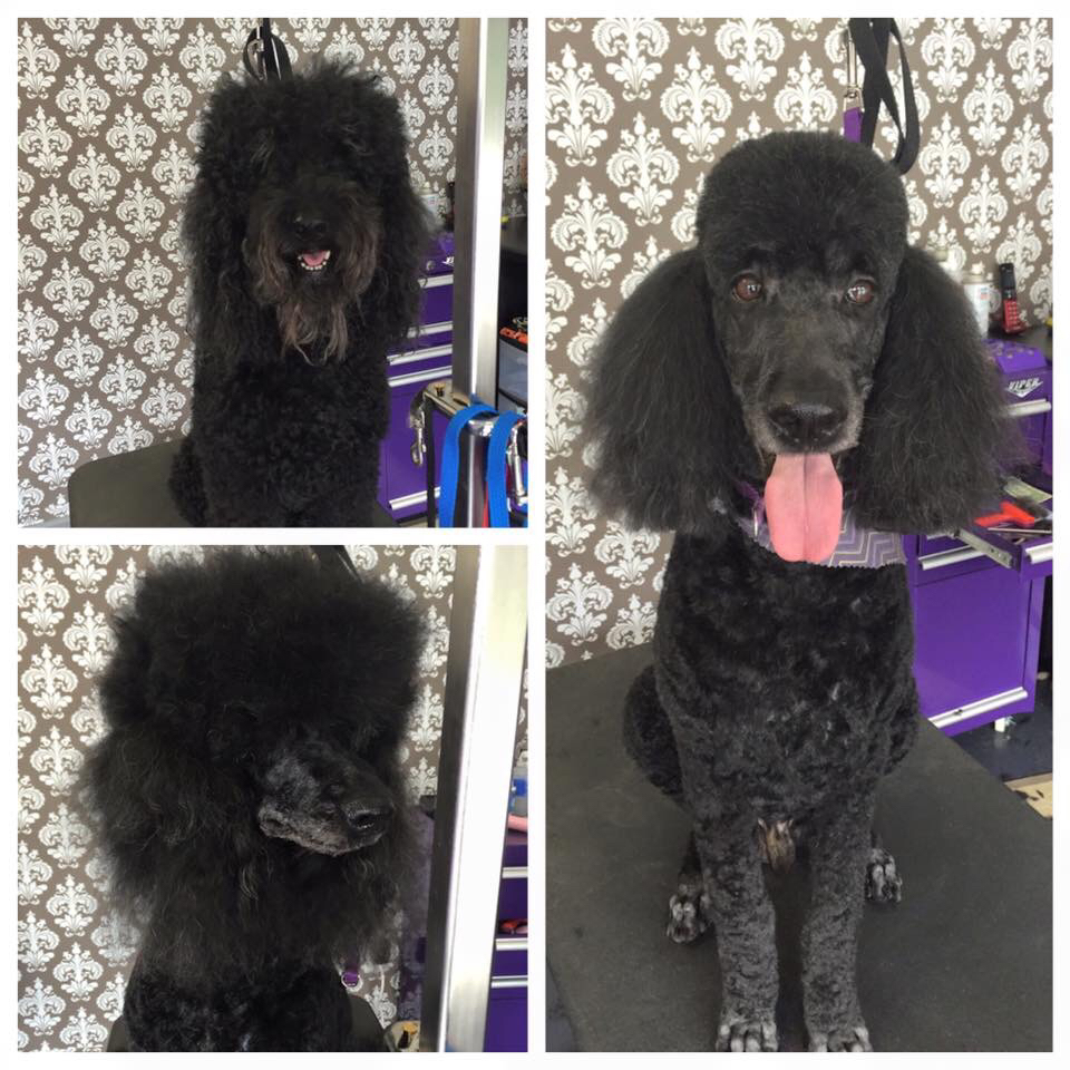 Our black poodle grooming results