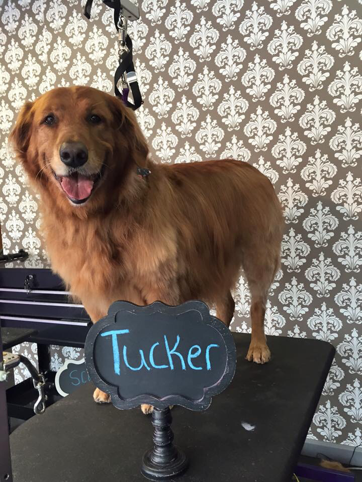 A dog groomed at Bark Avenue