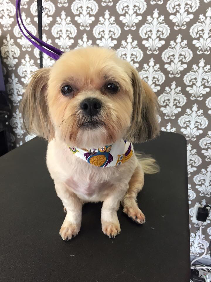 A dog groomed at Bark Avenue