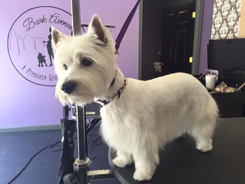 A dog groomed at Bark Avenue