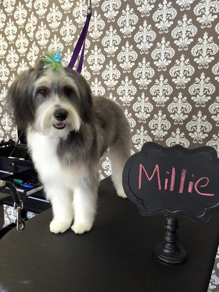 A dog groomed at Bark Avenue