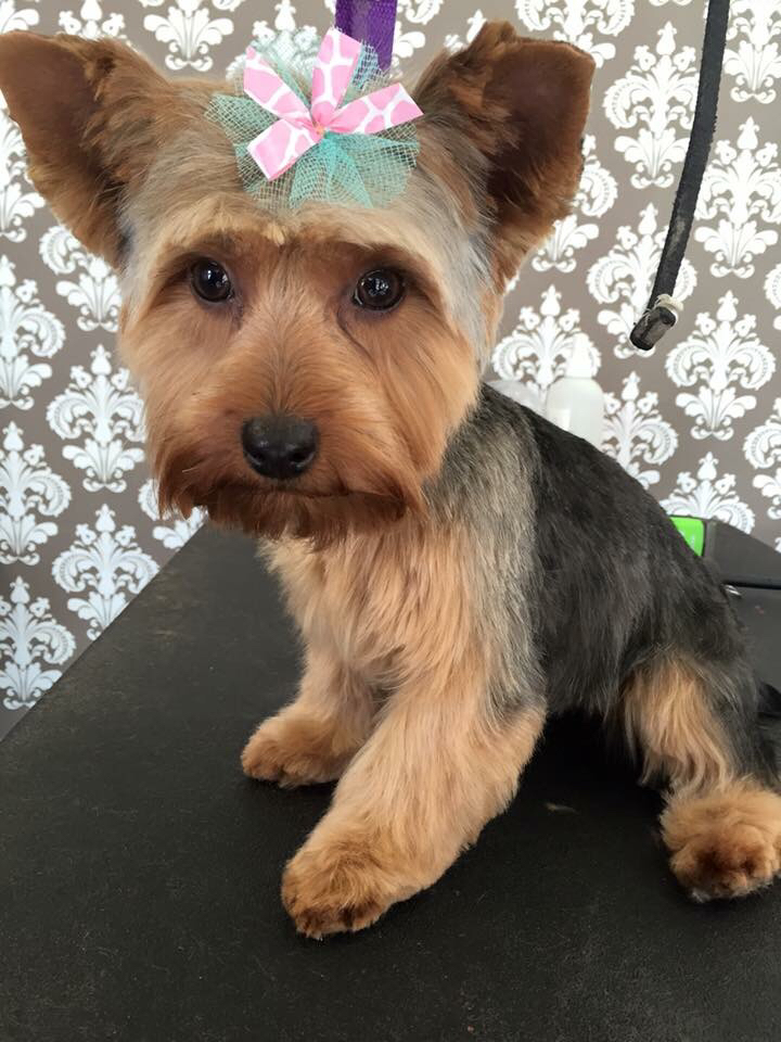 A dog groomed at Bark Avenue